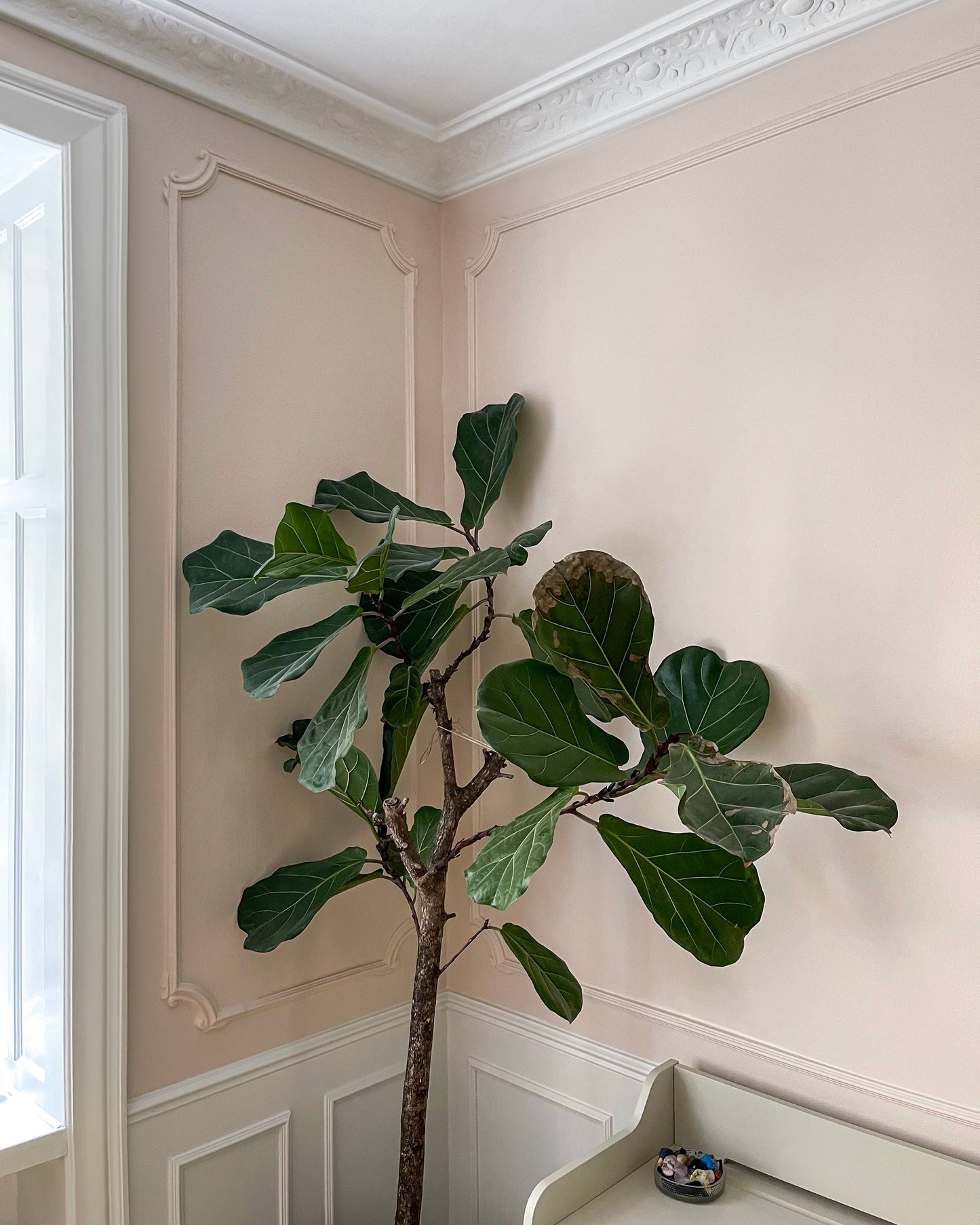 Modanatura per pareti Z354